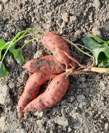 Zoete aardappelen